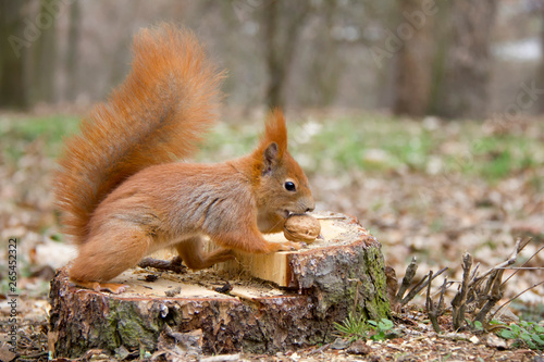 Red squirrel in forest. Czech Republic © Lucie