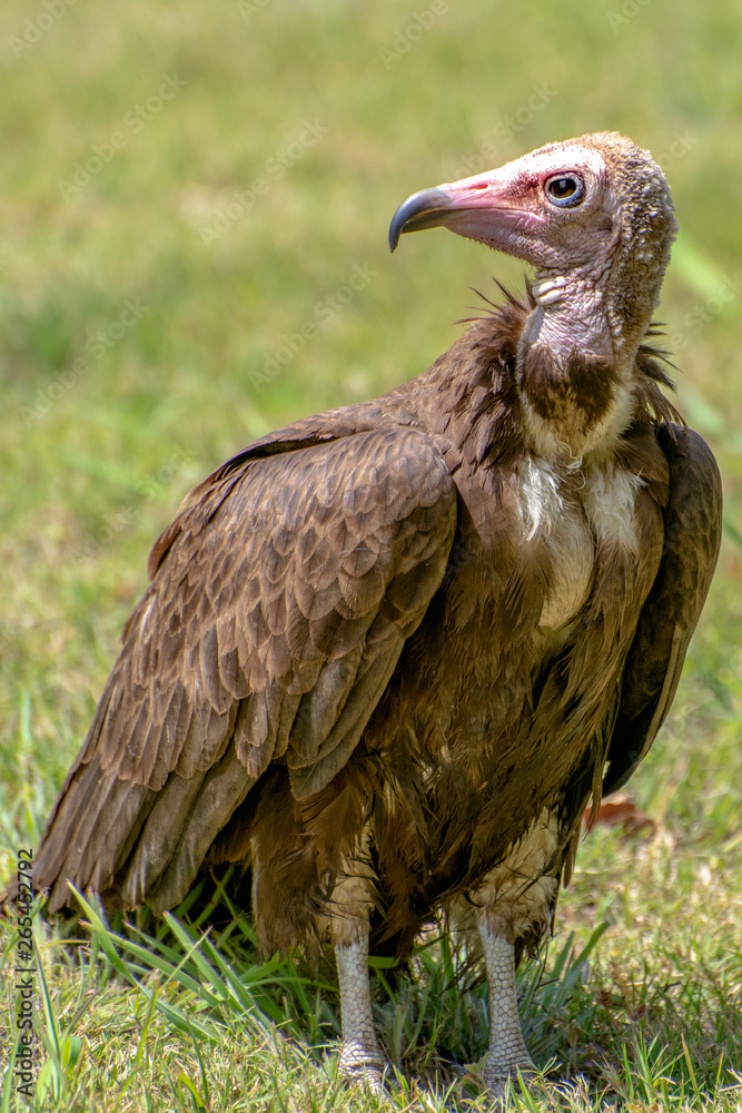 Fototapeta premium Lappet-faced vulture (Torgos tracheliotus) ,Gambia - West Africa 