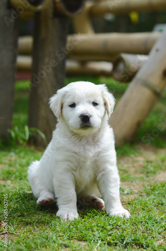 Young white dog sitting in a park.