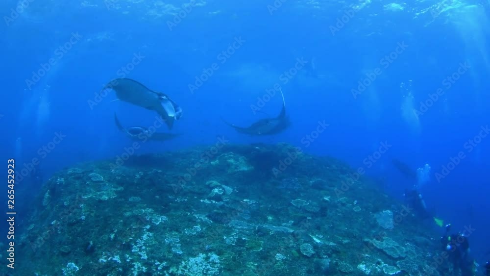 Giant school of Manta Rays in Nusa Penida island. Underwater video. Bali, Indonesia. Giant school of Manta Rays in Nusa Penida island. Underwater video. Bali, Indonesia.