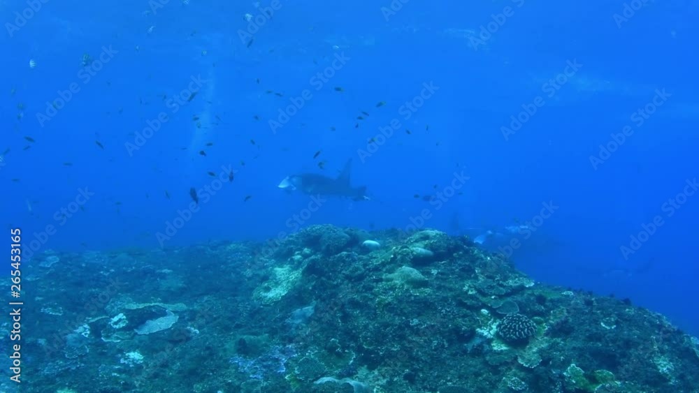 Giant school of Manta Rays in Nusa Penida island. Underwater video. Bali, Indonesia. Giant school of Manta Rays in Nusa Penida island. Underwater video. Bali, Indonesia.