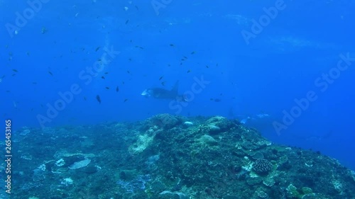 Wallpaper Mural Giant school of Manta Rays in Nusa Penida island. Underwater video. Bali, Indonesia. Torontodigital.ca
