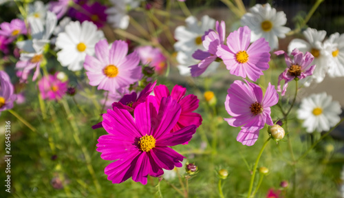 A close up of a field of wild flowers in summer  lots of pinks  purple  white and green