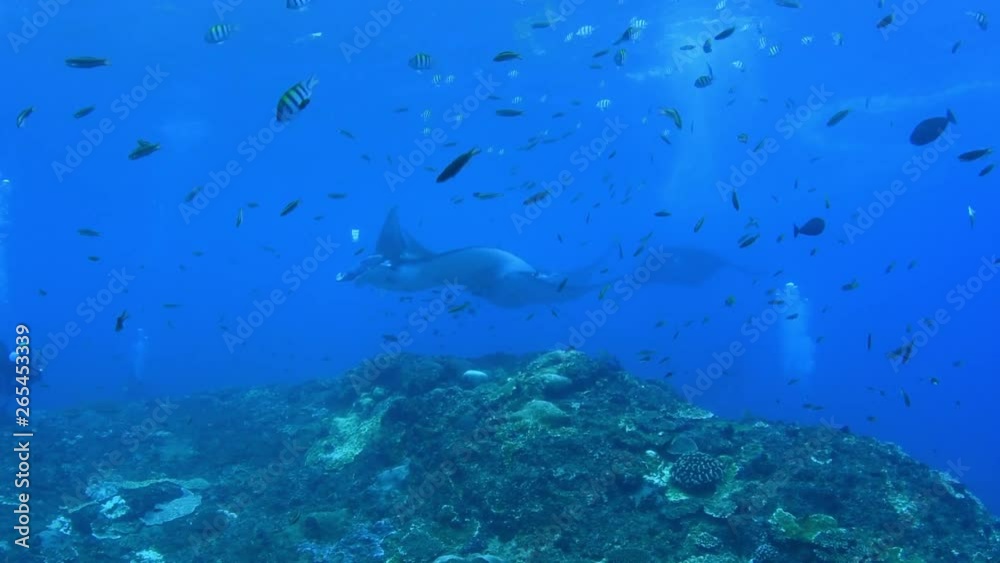 Giant school of Manta Rays in Nusa Penida island. Underwater video. Bali, Indonesia. Giant school of Manta Rays in Nusa Penida island. Underwater video. Bali, Indonesia.