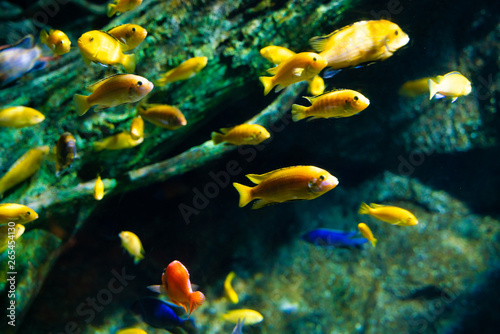 Colorful coral reef with sea fish