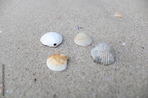 vier Muscheln am Strand