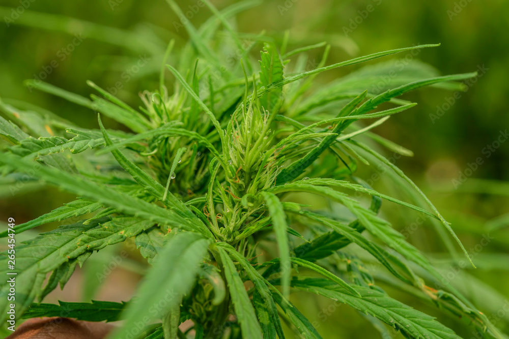 Cultivation of marijuana (Cannabis sativa), flowering cannabis plant as a legal medicinal drug, Cultivation of marijuana (Cannabis sativa), flowering cannabis plant as a legal medicinal drug,