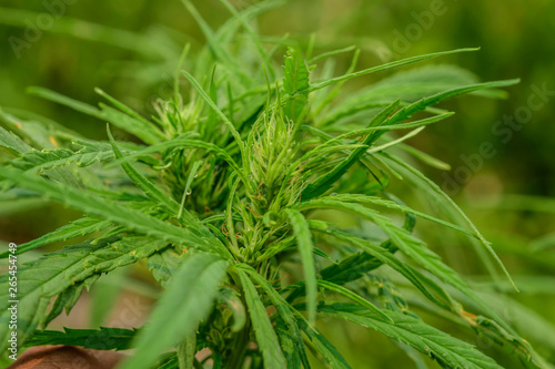 Cultivation of marijuana (Cannabis sativa), flowering cannabis plant as a legal medicinal drug,