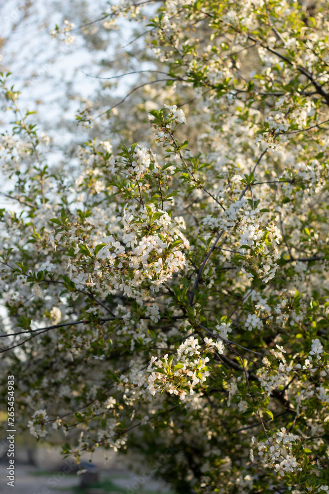Cherry blossoms in the spring sunshine Cherry blossoms in the spring sunshine