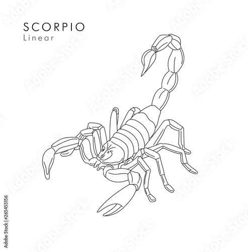 Scorpion linear illustration or tattoo sketch hand drawn