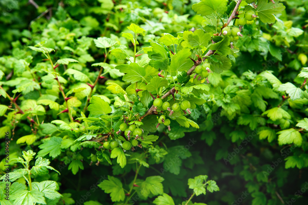 Obraz premium Gooseberries on the brunch