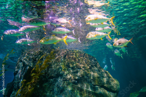 Fototapeta Naklejka Na Ścianę i Meble -  Colorful coral reef with sea fish