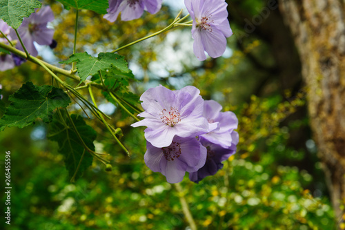 Close up  flower malvaceae photo