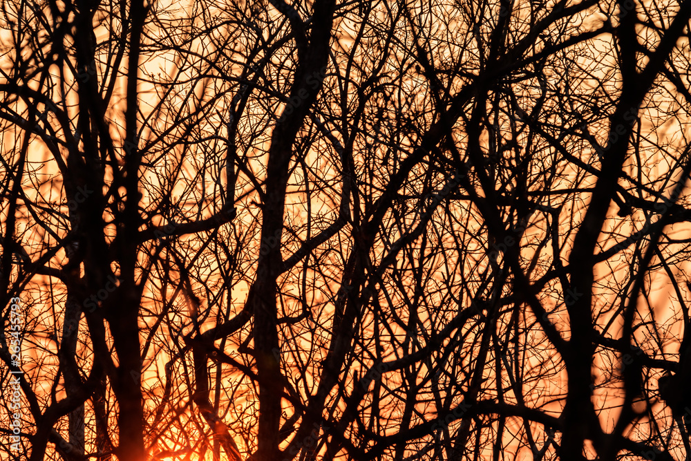 The silhouette of the branches at sunset The silhouette of the branches at sunset