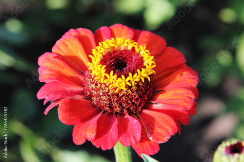 Zinnia elegans. Red beautiful flower in the rural garden