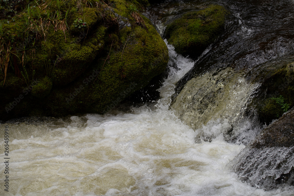Beautiful river in forest nature. Beautiful river in forest nature.