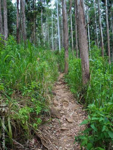 Walking path in forest - Ella, Sri Lanka