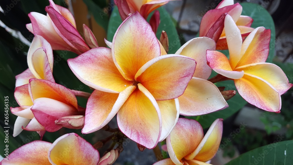 plumeria flowers