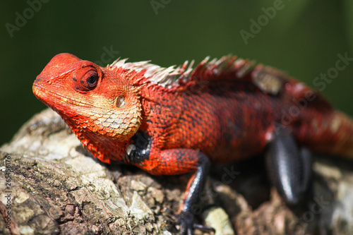 Chameleon  Ella - Little Adams Peak  Sri Lanka 