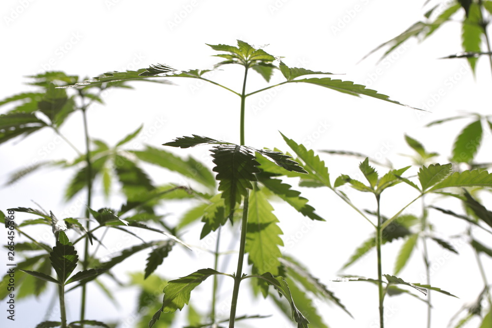 Naklejka premium plantation medical cannabis . marijuana plant farm outdoor