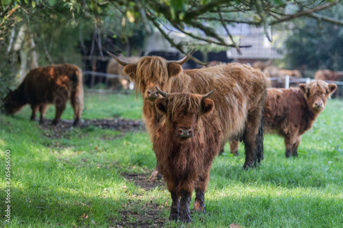 Highland Cattle on the pasture takes a photo