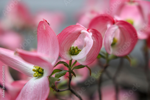 京都ぶらり、春のハナミズキ開花 © Yasuhiro Miyamoto