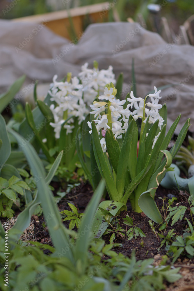Fototapeta premium white hyacinths in the garden
