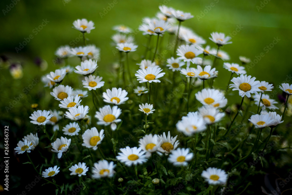 Fototapeta premium pretty daisies in the garden