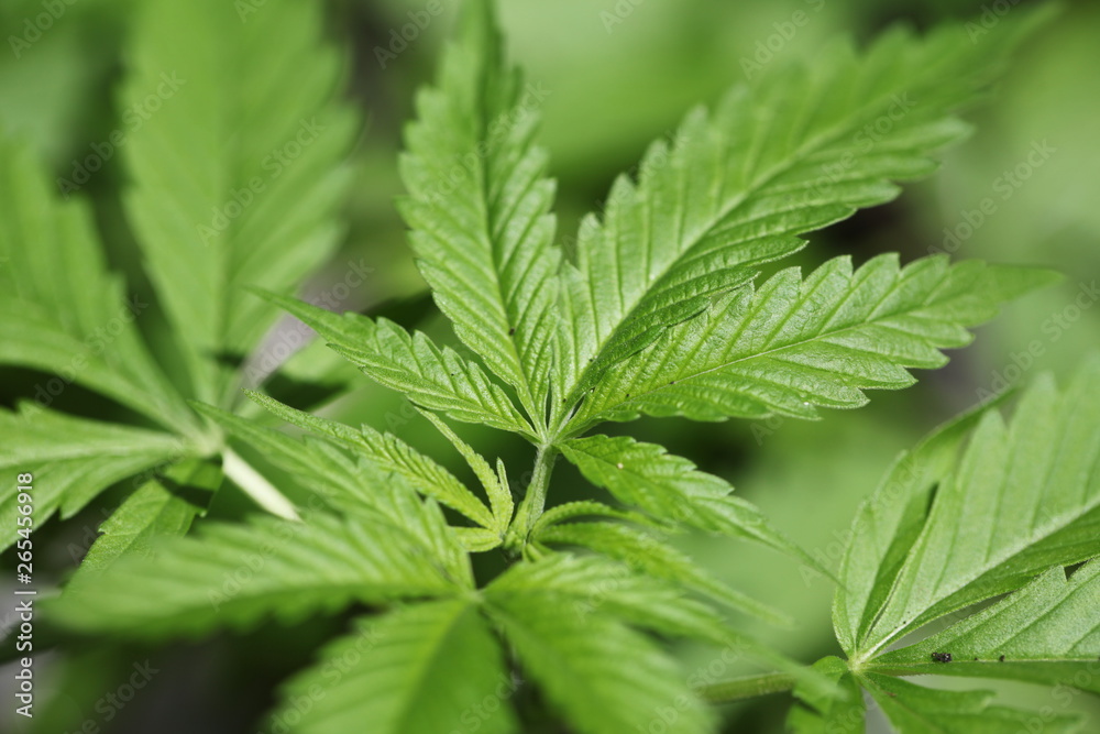 plantation medical cannabis . marijuana plant farm outdoor. mans flowers plantation medical cannabis . marijuana plant farm outdoor. mans flowers