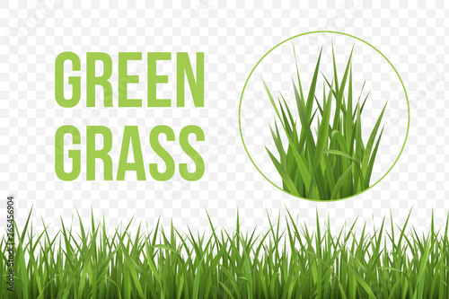 Vector realistic Grass pattern for design