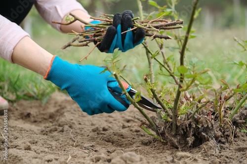 Fototapeta Naklejka Na Ścianę i Meble -  Closeup of gardeners hand in protective gloves with garden pruner making spring pruning of rose bush.