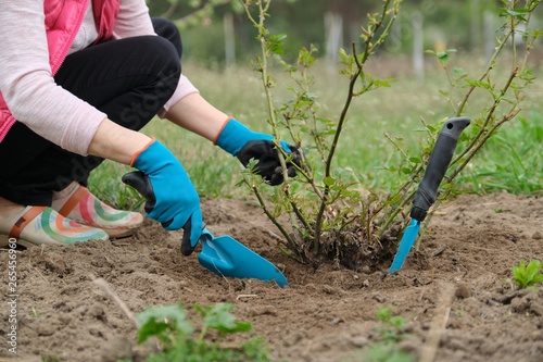 Spring gardening, female gardener wearing gloves with garden tools and soil under rose bush