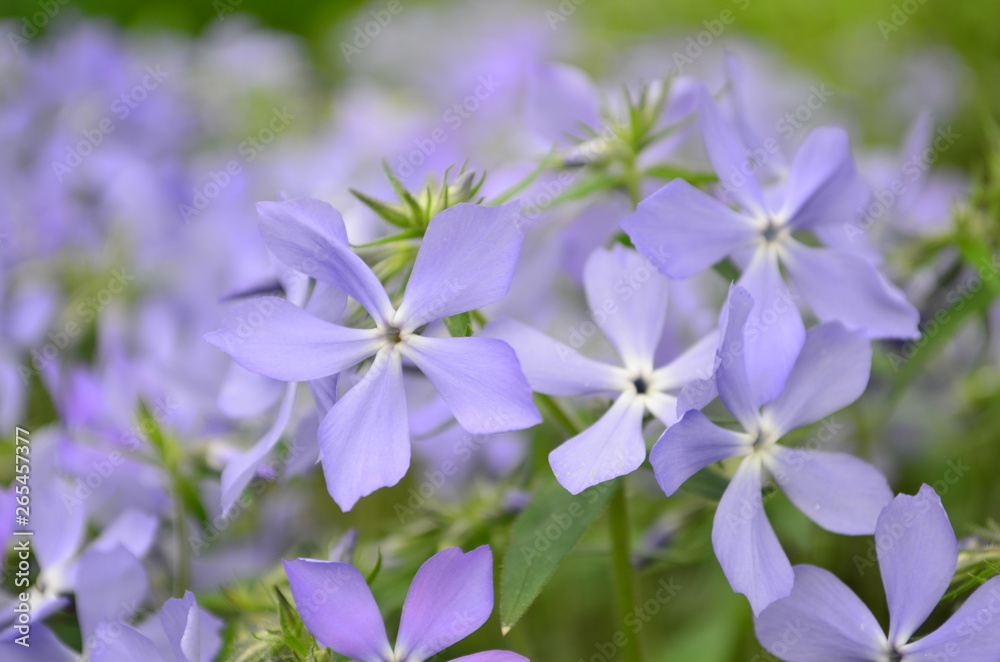 beautiful blue flowers phlox splayed in the garden beautiful blue flowers phlox splayed in the garden