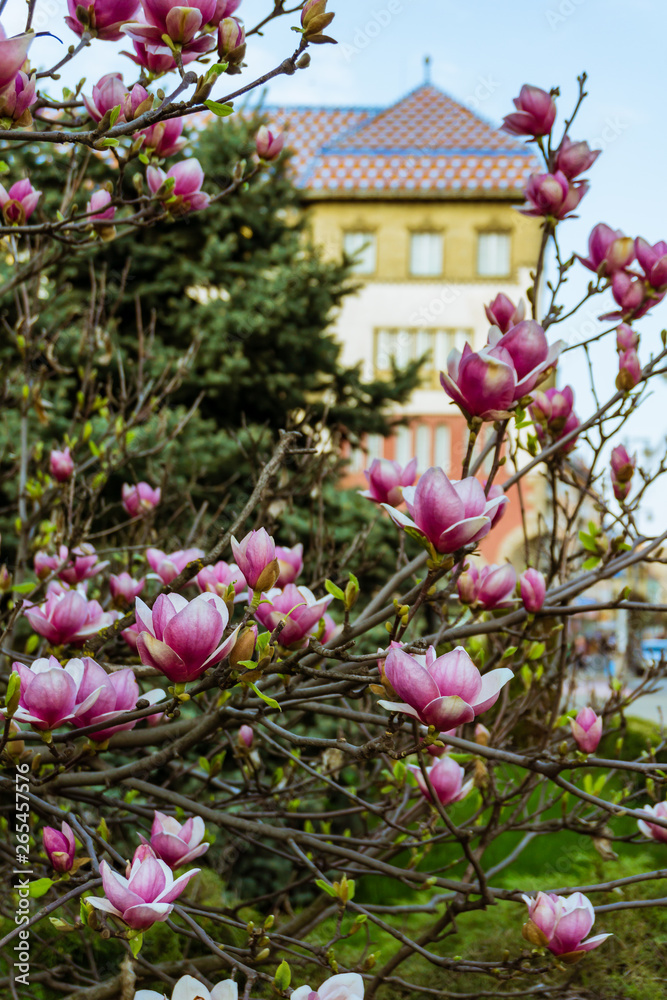 Fototapeta premium flowers in the garden