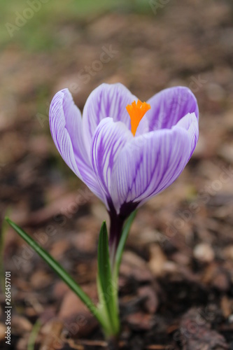 Blume im Frühling