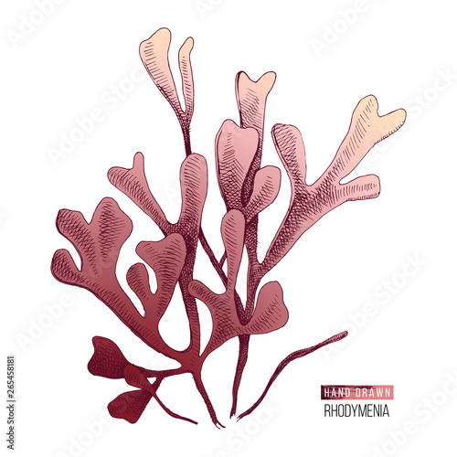Hand drawn rhodymenia palmata seaweed