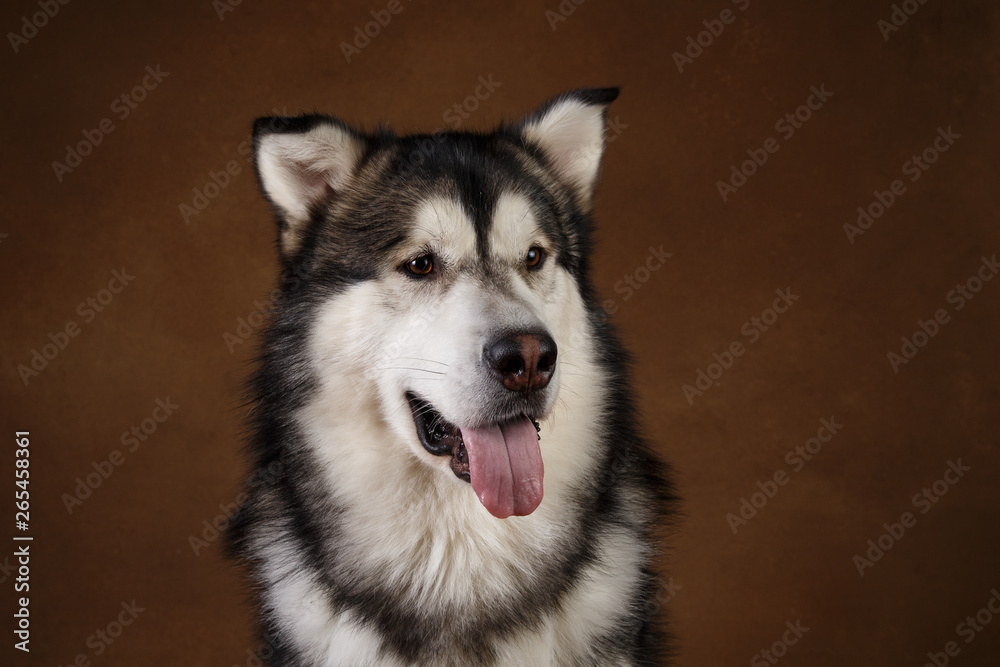 Side view at a alaskan malamute dog sitting in studio on brown blackground and looking aside Side view at a alaskan malamute dog sitting in studio on brown blackground and looking aside