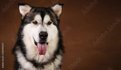 Side view at a alaskan malamute dog sitting in studio on brown blackground and looking at camera