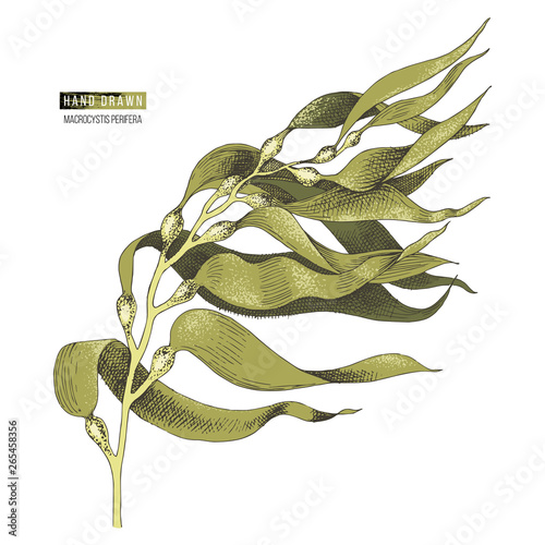 Hand drawn macrocystis seaweed