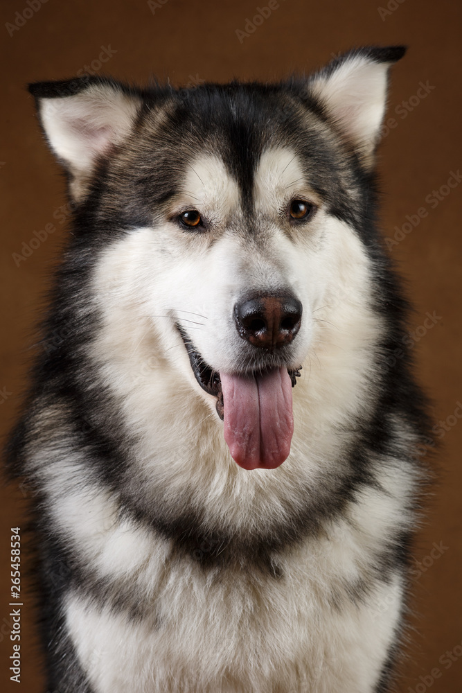 Portrait of alaskan malamute dog sitting in studio on brown blackground and looking at camera Portrait of alaskan malamute dog sitting in studio on brown blackground and looking at camera