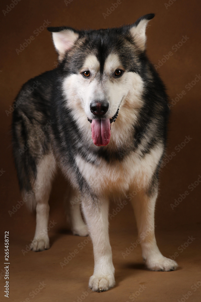 Portrait of alaskan malamute dog sitting in studio on brown blackground and looking at camera