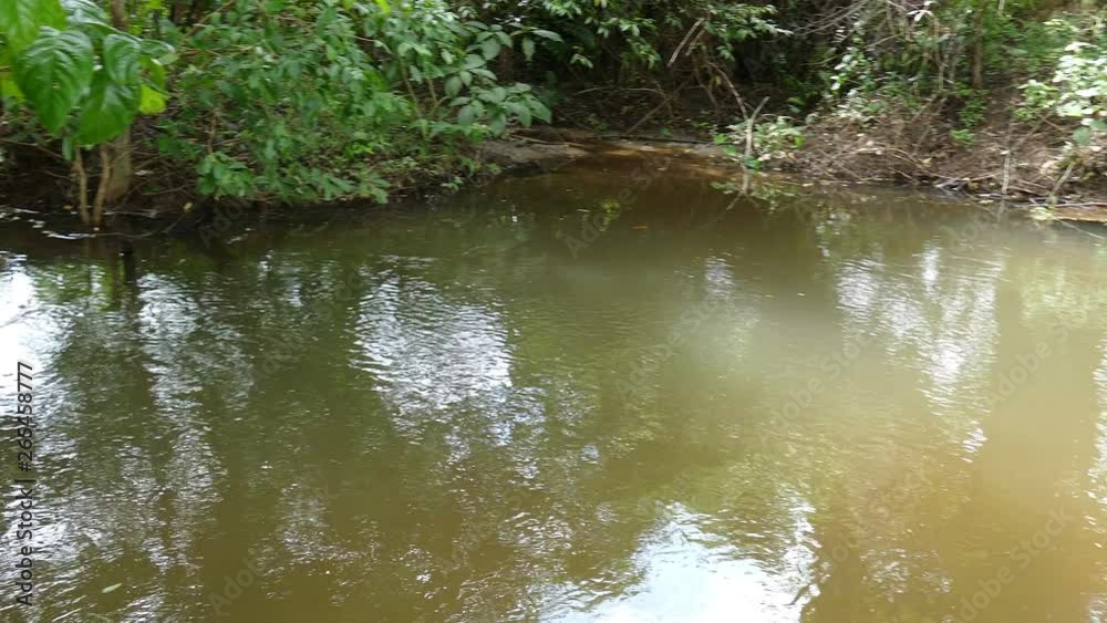 stream creek in tropical rain forest stream creek in tropical rain forest