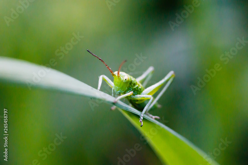 Little green grasshopper macro view