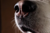 Close-up view at nose of alaskan malamute on brown blackground