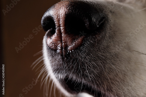 Close-up view at nose of alaskan malamute on brown blackground