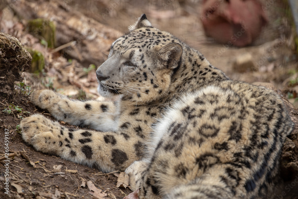 雪豹, ユキヒョウ, Snow Leopard 雪豹, ユキヒョウ, Snow Leopard
