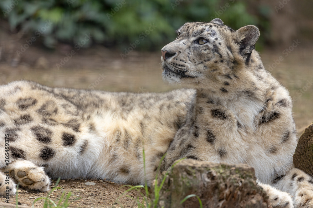 雪豹, ユキヒョウ, Snow Leopard