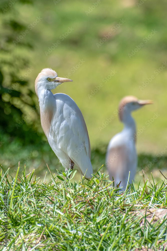 Great white egret (egretta alba),The Gambia - West Africa