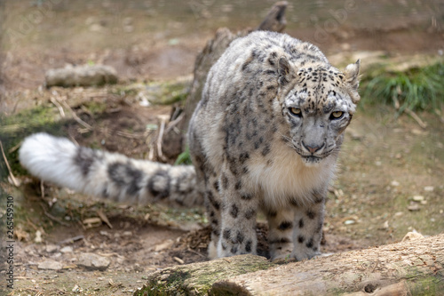 雪豹, ユキヒョウ, Snow Leopard © Molyomoto