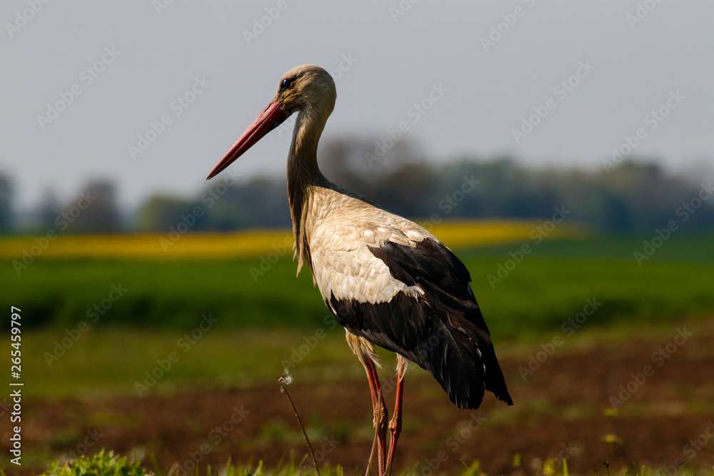 Fototapeta premium White stork standing in the field, Ciconia Ciconia, close take